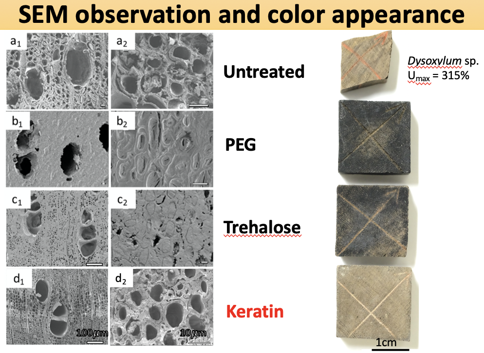Evaluation of chemical treatments on dimensional stabilization of archeological waterlogged hardwoods obtained from the Thang Long Imperial Citadel site, Vietnam